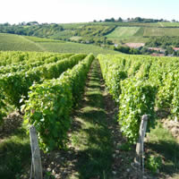 Terroir franais