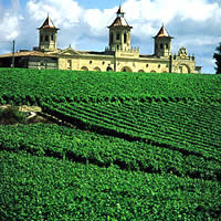 Vigne de Bordeaux