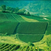 Vignes du Jura